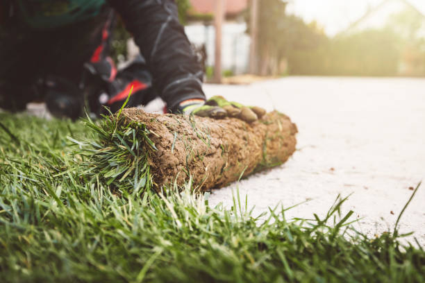 Sod grass installation Chattanooga Chattanooga Sod Companies